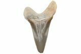 Cretaceous Ginsu Shark (Cretoxyrhina) Tooth - Kansas #211754-1